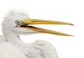 Close up of Great Egret or Great White Egret or Common Egret