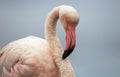 A close-up of a great flamingo against a blue sky Royalty Free Stock Photo