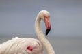 A close-up of a great flamingo against a blue sky Royalty Free Stock Photo