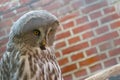 Close-up on a great gray owl, wildlife. A very large owl, recorded as the largest owl species in the world by length. Royalty Free Stock Photo