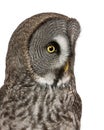 Close up of Great Grey Owl or Lapland Owl, Strix nebulosa, a very large owl Royalty Free Stock Photo
