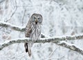 Great Grey Owl perched in a tree in winter Royalty Free Stock Photo