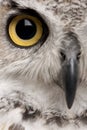 Close-up of Great Horned Owl Royalty Free Stock Photo