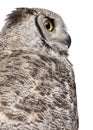 Close-up of Great Horned Owl, Bubo Virginianus Subarcticus