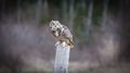 Great Horned Owl Royalty Free Stock Photo