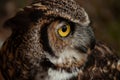 A close-up of a Great Horned Owl outside Royalty Free Stock Photo