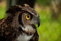 A close-up of a Great Horned Owl outside Royalty Free Stock Photo