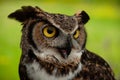 A close-up of a Great Horned Owl outside Royalty Free Stock Photo