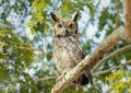 Close up of Great horned owl perched in a tree Royalty Free Stock Photo