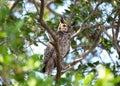 Close up of Great horned owl perched in a tree Royalty Free Stock Photo