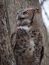 Close Up of a Great Horned Owl Perched in a Tree Royalty Free Stock Photo