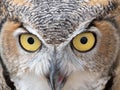 Close Up of a Great Horned Owl`s Face Looking at the Camera with Open Beak