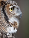 Close Up of a Great Horned Owl`s Face and Open Beak in Profile Royalty Free Stock Photo