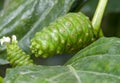 Close-up of Noni or Morinda citrifolia tree and green leaf