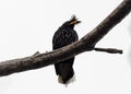 Close up Great Myna Bird Perched on Branch Isolated on White Background