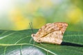 Great Orange Tip Hebomoia glaucippe butterfly Royalty Free Stock Photo