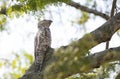 Close up of a great potoo Royalty Free Stock Photo