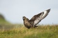 Close-up of a great skua Bonxie displaying Royalty Free Stock Photo