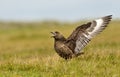 Close-up of a great skua Bonxie displaying