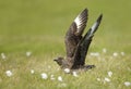 Close-up of a great skua Bonxie in meadow Royalty Free Stock Photo