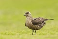 Close-up of a great skua Bonxie in meadow Royalty Free Stock Photo