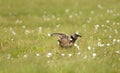 Close-up of a Great skua Bonxie in a meadow Royalty Free Stock Photo