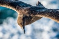 Close up of Great Skua Catharacta skua in flight. Royalty Free Stock Photo