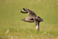 Close up of Great Skua in flight against green background