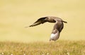 Close up of Great skua in flight Royalty Free Stock Photo