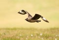 Close up of a Great skua in flight