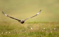 Close-up of a Great skua in flight in a meadow Royalty Free Stock Photo