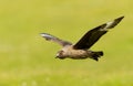 Close-up of a Great skua in flight Royalty Free Stock Photo