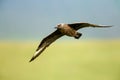 Close-up of a Great skua in flight Royalty Free Stock Photo