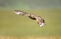 Close-up of a Great skua in flight Royalty Free Stock Photo