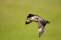 Close-up of a Great skua in flight Royalty Free Stock Photo