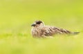 Close-up of a Great skua in green grass Royalty Free Stock Photo