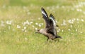 Great skua Bonxie landing in a meadow