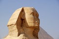 Close-up of The Great Sphinx of Giza Royalty Free Stock Photo