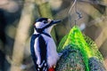 Close up at a Great spotted woodpecker on bird feeder Royalty Free Stock Photo