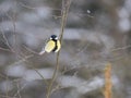 Close up Great tit, Parus major bird perched on the bare tree branch at winter time. Bird feeding concept. Selective Royalty Free Stock Photo