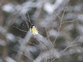 Close up Great tit, Parus major bird perched on the bare tree branch at winter time. Bird feeding concept. Selective focus Royalty Free Stock Photo