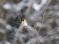 Close up Great tit, Parus major bird perched on the bare tree branch at winter time. Bird feeding concept. Selective focus Royalty Free Stock Photo