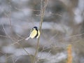 Close up Great tit, Parus major bird perched on the bare tree branch at winter time. Bird feeding concept. Selective focus Royalty Free Stock Photo