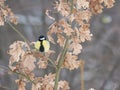 Close up Great tit, Parus major bird perched on the oak tree branch at winter time. Bird feeding concept. Selective Royalty Free Stock Photo