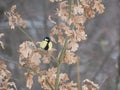 Close up Great tit, Parus major bird perched on the oak tree branch at winter time. Bird feeding concept. Selective Royalty Free Stock Photo