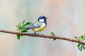 Close up of a great tit, Parus major, with body standing on branch of an elderberry, Sambucus Royalty Free Stock Photo