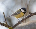 great tit sitting on branch Royalty Free Stock Photo