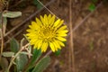 Close up of Great Valley Gumweed Royalty Free Stock Photo
