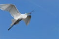 BIRDS- Florida- Close Up of a Great White Egret Flying With Nesting Material Royalty Free Stock Photo