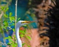 Great White Egret in Cypress, TX Royalty Free Stock Photo